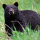 Illustration for article titled The 8 Stages Of Seeing A Black Bear In The Woods, Ranked